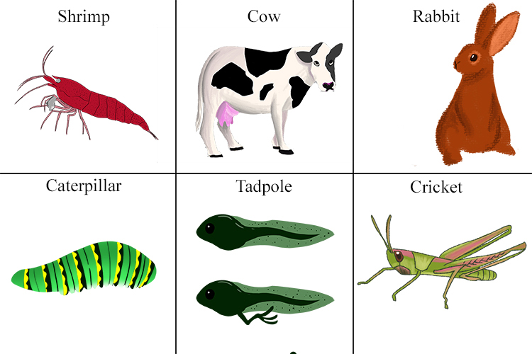 Examples of organisms at the second tropic level are usually herbivores